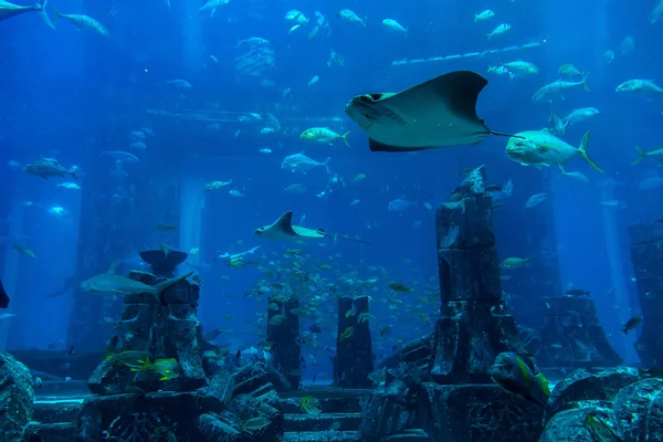 Groot aquarium in Dubai — Stockfoto