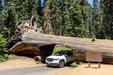 SEQUOIA ULUSAL PARK, CALIFORNIA, ABD - 29 Mart 2020: ABD 'deki Sequoia Ulusal Parkı' ndaki tünel logundan bir araba geçiyor
