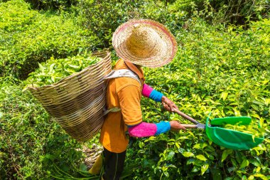 Cameron Highlands, Malezya 'da çay tarlasında çay yaprağı toplayan bir işçi.