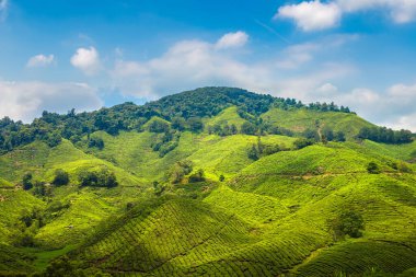 Güneşli bir günde çay tarlalarının panoramik manzarası