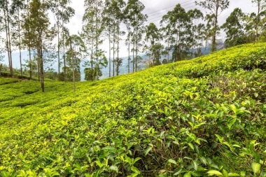 Nuwara Eliya, Sri Lanka 'daki çay tarlaları