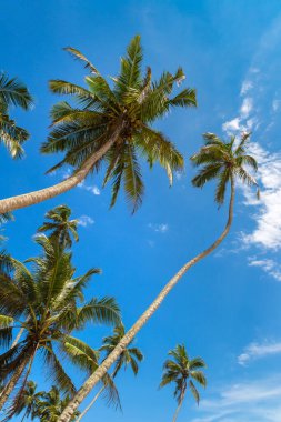 Palm tree against blue sky in a sunny day clipart