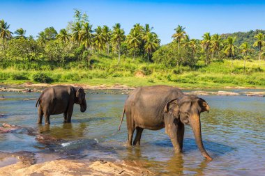 Güneşli bir günde Sri Lanka 'nın merkezindeki nehirde fil sürüsü.