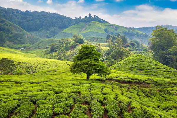 Panoramisch Uitzicht Theeplantages Een Zonnige Dag — Stockfoto