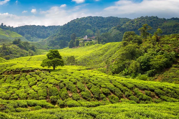 Panoramisch Uitzicht Theeplantages Een Zonnige Dag — Stockfoto