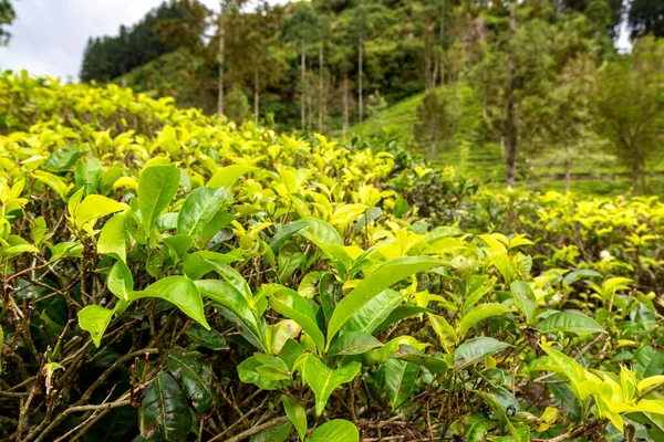 Zelený Čaj Bud Čerstvé Listy Čajových Plantážích Nuwara Eliya Srí — Stock fotografie