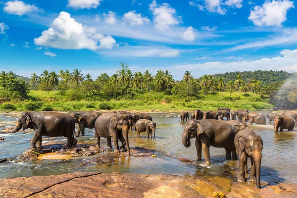 Troupeau Éléphants Bord Rivière Sri Lanka — Photo