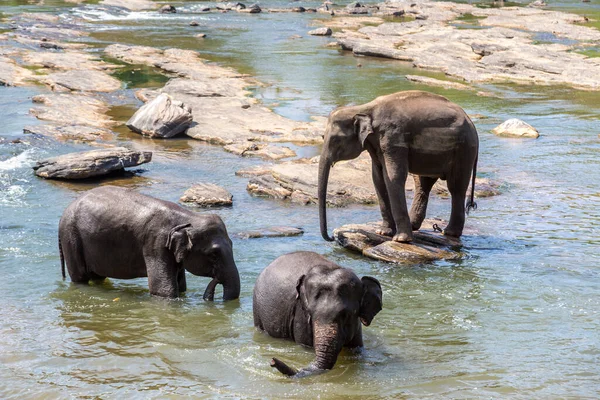 Troupeau Éléphants Orphelinat Des Éléphants Sri Lanka — Photo