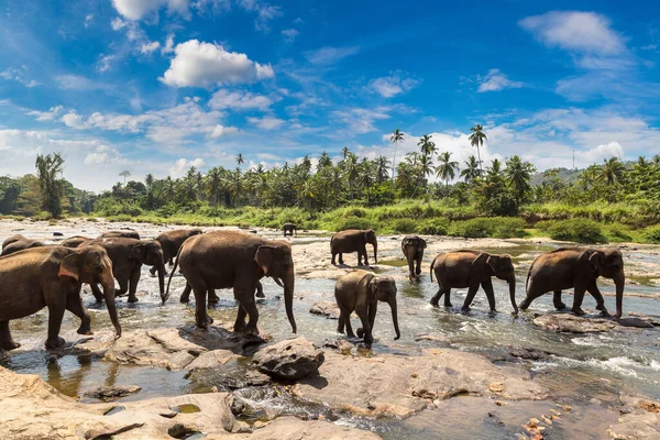 Troupeau Éléphants Bord Rivière Sri Lanka — Photo