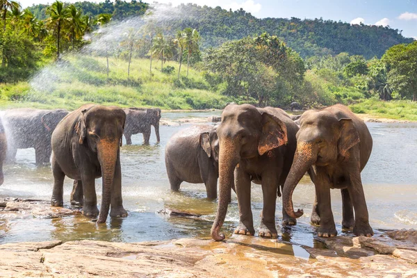 Sri Lanka Yaz Günü Fil Sürüsü — Stok fotoğraf