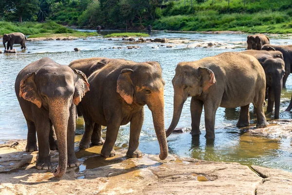 Rebanho Elefantes Sri Lanka Dia Verão — Fotografia de Stock