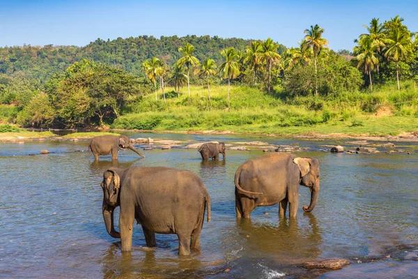 Стадо Слонов Шри Ланке Летний День — стоковое фото