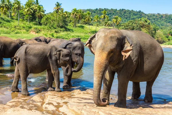 Стадо Слонов Детском Доме Слонов Шри Ланке — стоковое фото