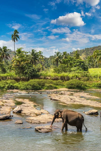 Elefante Único Sri Lanka Dia Ensolarado — Fotografia de Stock