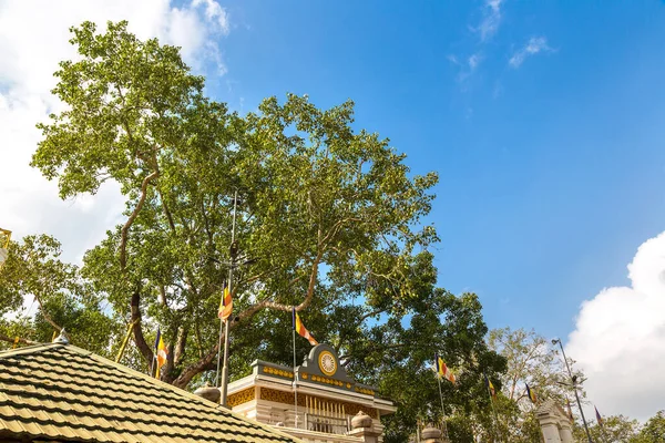 Tempio Jaya Sri Maha Bodhi Anuradhapura Museo Archeologico Dello Sri — Foto Stock