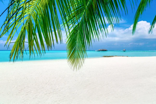 Praia Tropical Com Folhas Coqueiro Dia Ensolarado — Fotografia de Stock