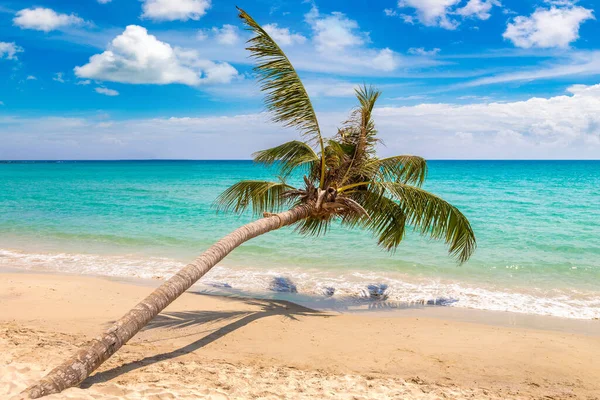 Palmeira Única Pendurada Sobre Praia Tropical Dia Ensolarado — Fotografia de Stock