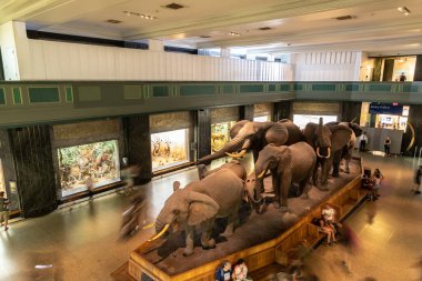NEW YORK CITY, ABD - 29 Mart 2020: New York, ABD 'deki American Museum of Natural History' de fil