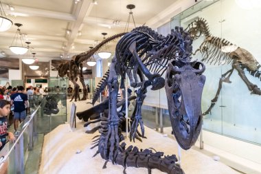 NEW YORK CITY, ABD - 29 Mart 2020: New York City, ABD 'deki American Museum of Natural History' deki dinozor