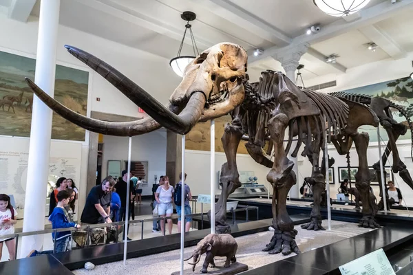 New York City Usa March 2020 Elephant American Museum Natural — Stock Photo, Image