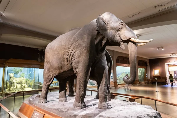 New York City Usa March 2020 Elephant American Museum Natural — Stock Photo, Image