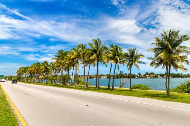 Miami Beach, Florida 'da palmiye ağaçları ve yol