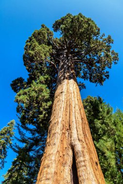 Sequoia Ulusal Parkı 'ndaki Giant Sequoia, ABD