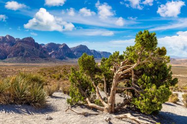Las Vegas, Nevada yakınlarındaki Red Rock Kanyonu Ulusal Koruma Alanı, ABD