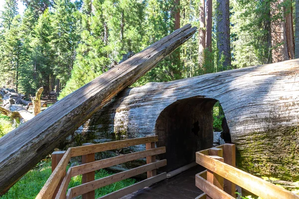 Túnel Sequoia National Park Califórnia Eua — Fotografia de Stock