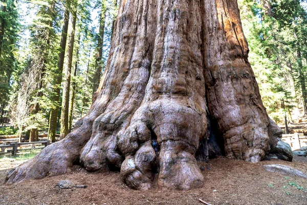 General Sherman Tree Sequoia Gigante Parque Nacional Sequoia California — Foto de Stock