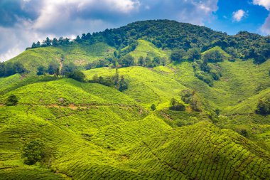 Güneşli bir günde çay tarlalarının panoramik manzarası