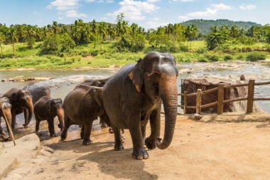 Sri Lanka 'da yaz günü fil sürüsü