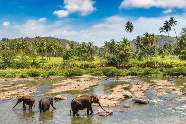 Sri Lanka 'daki Fil Yetimhanesi' nde fil sürüsü