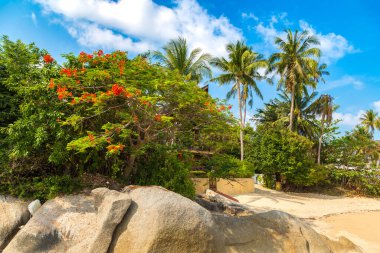 Bir yaz gününde güzel kayalık tropikal plaj