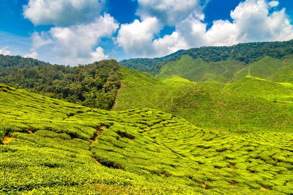 Panoramablick Auf Teeplantagen Einem Sonnigen Tag — Stockfoto