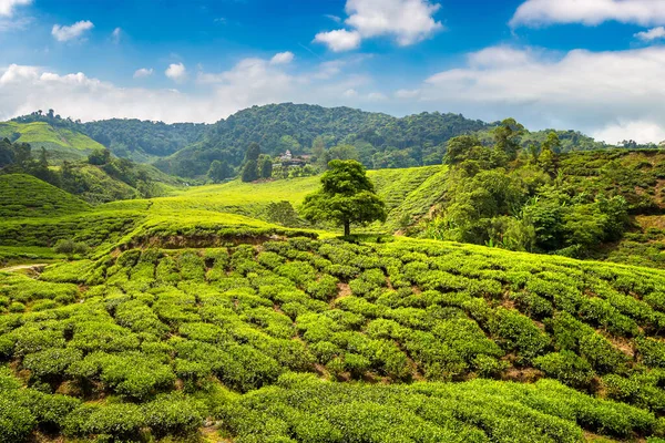 Panoramisch Uitzicht Theeplantages Een Zonnige Dag — Stockfoto