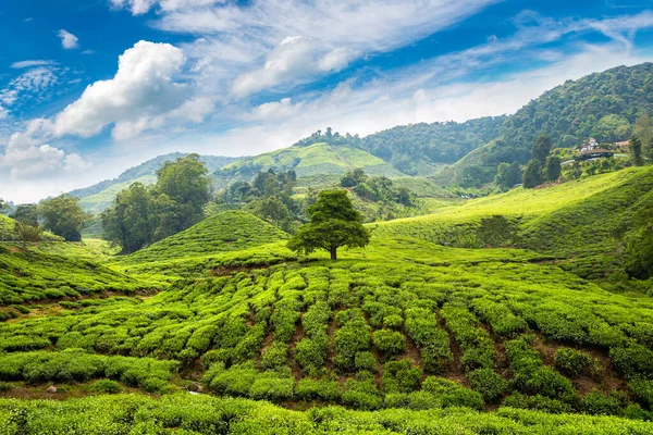 Panoramiczny Widok Plantacje Herbaty Słoneczny Dzień — Zdjęcie stockowe