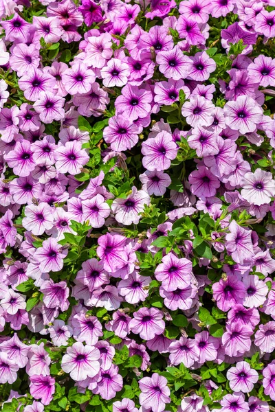 Background Pink Petunias Flowers Summer Day — Stock Photo, Image