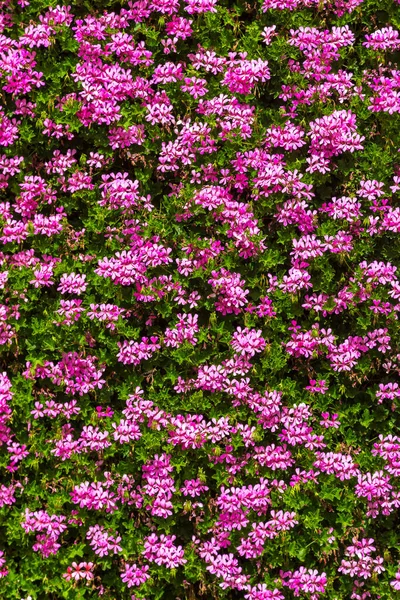 Sfondo Fiori Rosa Una Giornata Estiva — Foto Stock