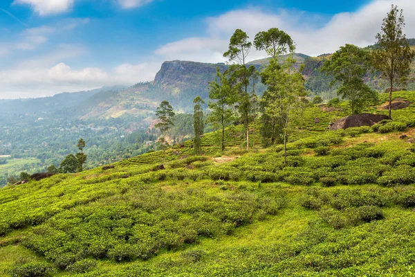 Tea Plantations Nuwara Eliya Sri Lanka — Stock Photo, Image
