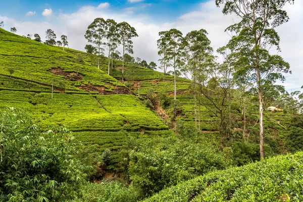 Plantacje Herbaty Nuwara Eliya Sri Lanka — Zdjęcie stockowe