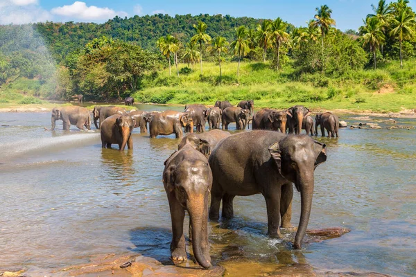 Troupeau Éléphants Bord Rivière Sri Lanka — Photo