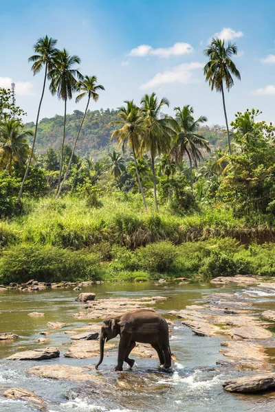 Elefante Único Rio Sri Lanka — Fotografia de Stock