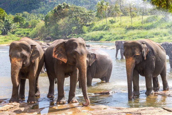 Rebanho Elefantes Sri Lanka Dia Verão — Fotografia de Stock