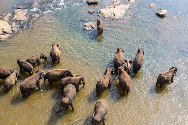 Troupeau Éléphants Sri Lanka Dans Une Journée Été — Photo