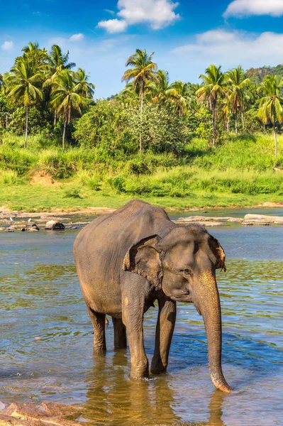Один Слон Шри Ланке Солнечный День — стоковое фото