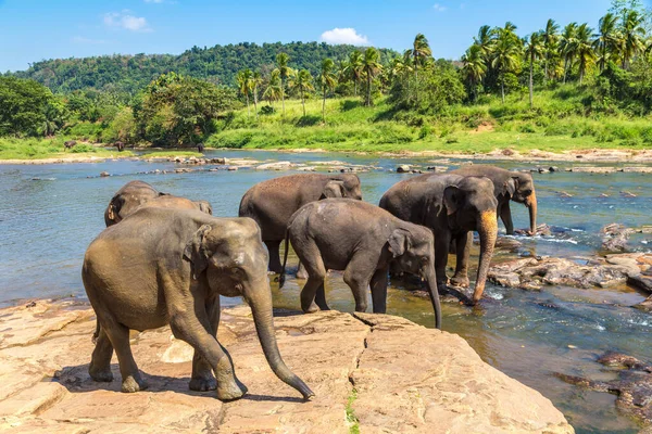 Troupeau Éléphants Bord Rivière Dans Centre Sri Lanka Par Une — Photo