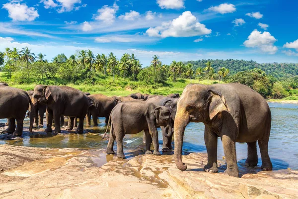 Sri Lanka Daki Fil Yetimhanesi Nde Fil Sürüsü — Stok fotoğraf
