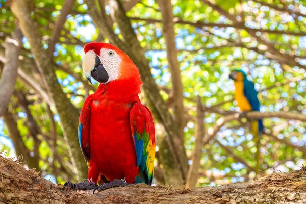 Red Parrot Ara Tropical Jungle Sunny Summer Day — Stock Photo, Image