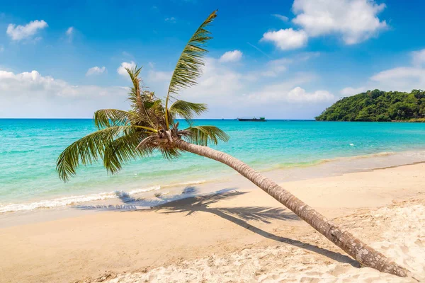 Palmeira Única Pendurada Sobre Praia Tropical Dia Ensolarado — Fotografia de Stock